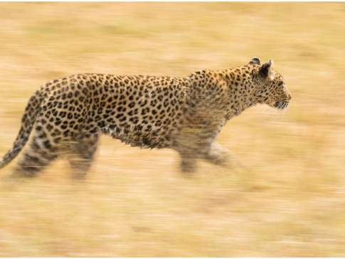 Machaba Botswana Okavango Delta Gomoti Plains Camp Cheetah Sightings Report August 2019