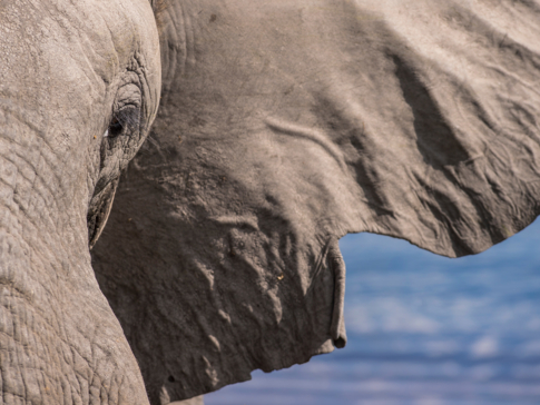 Machaba Botswana Okavango Delta Machaba Camp July Sightings Gallery Elephant