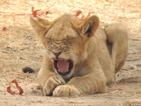 Zimbabwe Mana Pools Ingwe Pan September 2020 Lion Cub