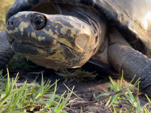 On Safari Nala Episode 10 Hinge Terrapin Gallery Mud Turtle