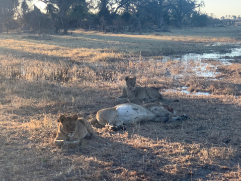 Machaba Botswana Okavango Delta Gomoti Plains Leopard Sightings July 2020 Lioness