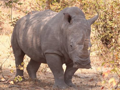 Machaba Botswana Okavango Delta Gomoti Plains Camp Rhino Sightings October 2017