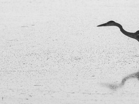 Machaba Botswana Okavango Delta Machaba Camp Duck Sightings Update June 2017