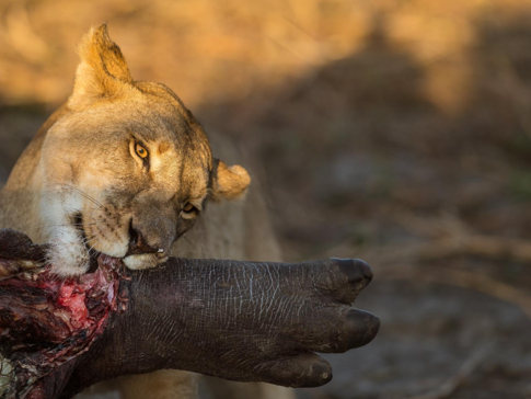 Machaba Camp Botswana Okavango Delta Little Machaba Camp Lion 1 Sightings October 2018