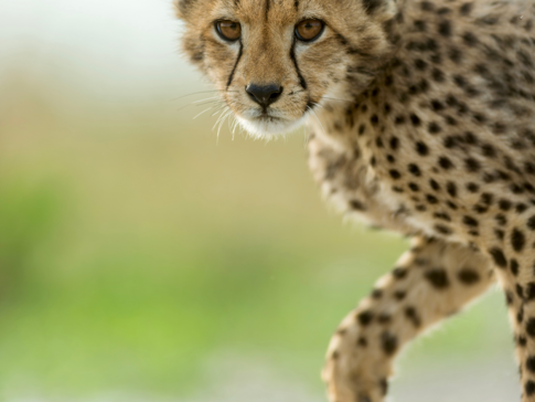 Machaba   Botswana   Okavango Delta   Gomoti Camp   Cheetah