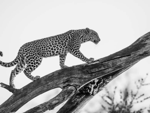 Machaba Camp Botswana Okavango Delta Little Machaba Camp Leopard Sightings August 2018