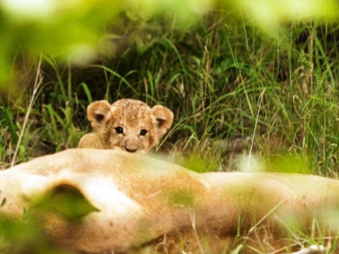 Machaba Botswana Okavango Delta Machaba Camp Cub Sightings April 2017