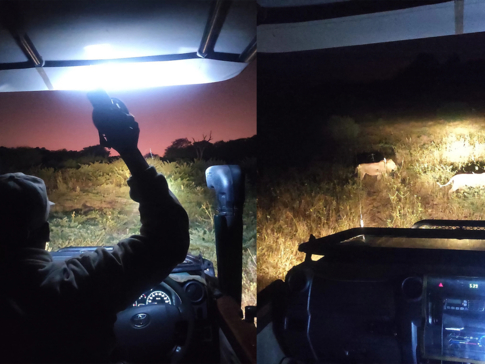 Machaba Botswana Chobe Ngoma Lodge Night Drive