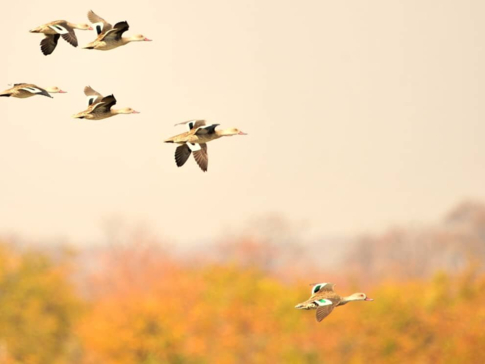 Machaba Zimbabwe Hwange Deteema August Sightings 2020 Birds