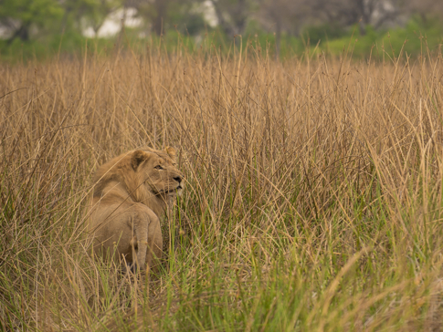 Machaba Botswana Okavango Delta Little Machaba Camp Lion Sightings April 2019
