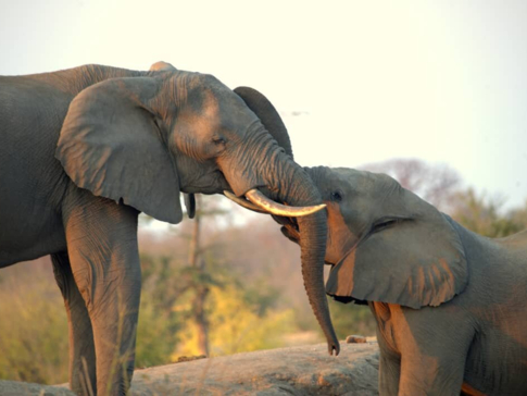 Machaba Zimbabwe Hwange Deteema August Sightings 2020 Elephants