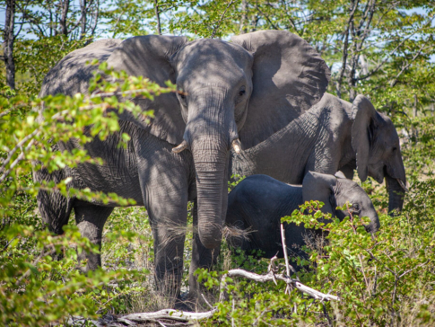 Machaba Botswana Zimbabwe Ultimate Safari Destination Elephant