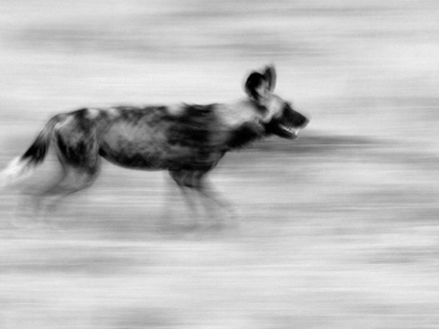 Machaba Botswana Okavango Delta Machaba Wild Dog Sightings May 2017