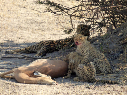 Machaba Botswana Okavango Delta Gomoti Plains Camp Leopard Sightings August 2018