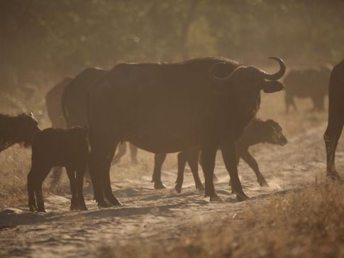 Machaba Botswana Chobe Ngoma Safari Lodge Buffalos Sightings September 2019