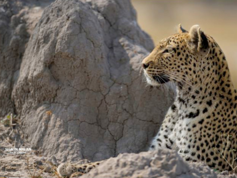 Machaba Camp Botswana Okavango Delta Little Machaba Camp Leopard Sightings June 2019