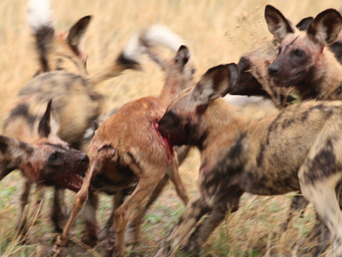 Machaba Botswana Okavango Delta Gomoti Plains Camp Wild Dogs Sightings November 2017