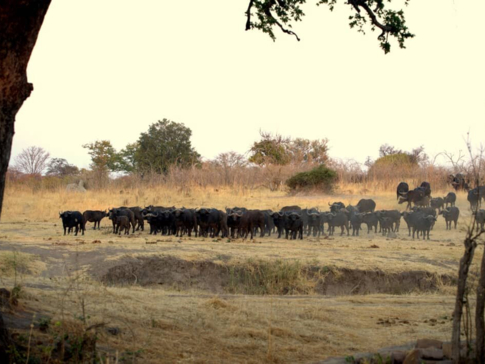 Machaba Zimbabwe Hwange Deteema August Sightings 2020 Buffalo Herd