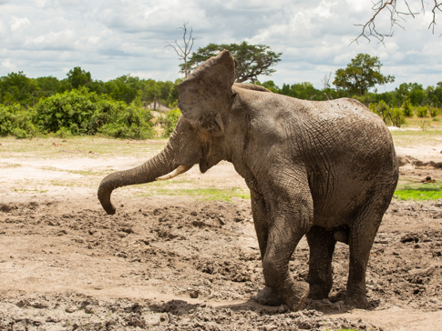 Machaba Zimbabwe Hwange Verneys Camp Elephant Sightings May 2019