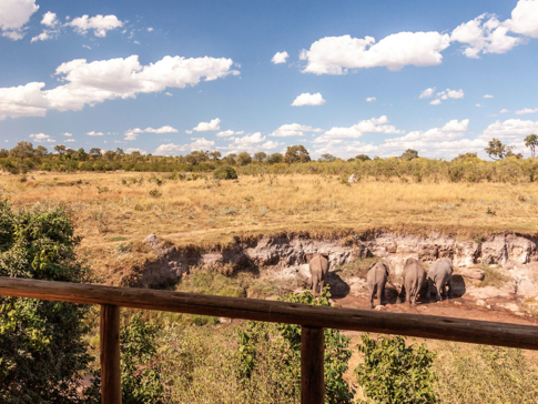 Zimbabwe Hwange Deteema Springs Sightings June 2021 Elephant Herd