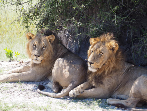 Gomoti Camp Wildife Stories Lions