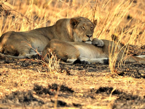 Machaba Zimbabwe Hwange Deteema Camp Lions 2 Sightings August 2019