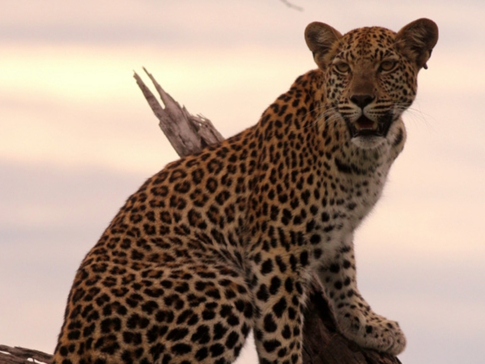 Machaba Botswana Okavango Delta Gomoti Plains Camp Leopard 1 Sightings February 2018