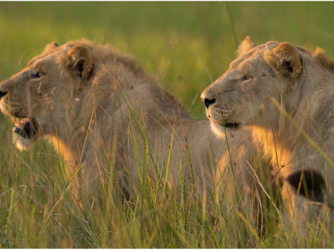 Machaba Camp Botswana Okavango Delta Little Machaba Camp Lions Sightings February 2019