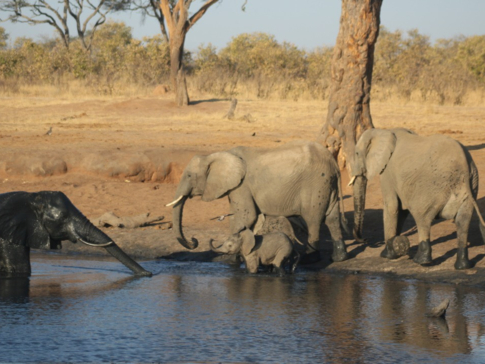 Machaba Zimbabwe Hwange Verneys Camp Elephants Sightings August 2019