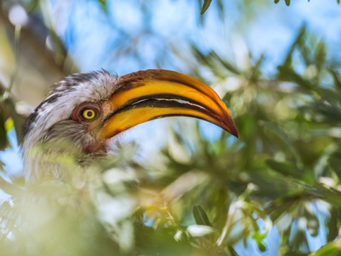 Botswana Okavango Delta Machaba Camp Sightings Feb 2021 Hornbill
