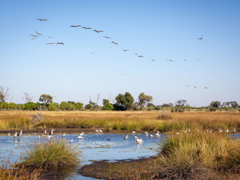 Machaba Botswana Zimbabwe Ultimate Safari Destination Bird Watching