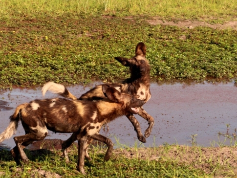Machaba Botswana Okavango Delta Gomoti Plains Camp Wild Dogs 1 Sightings February 2018