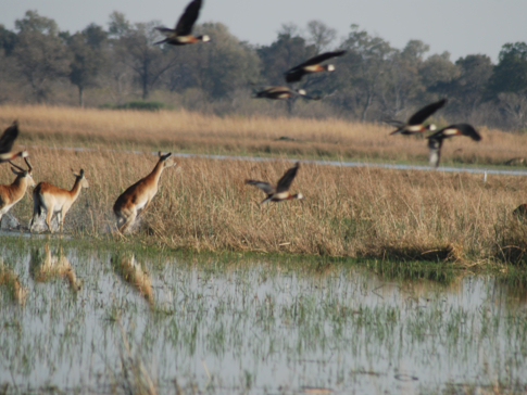 Machaba Botswana Okavango Delta Machaba Camp Antilops Birds