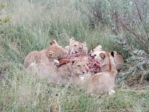 Gomoti Plains Botswana Wildlife Sighting March Southern Pride Gallery 3