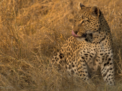 Botswana Okavango Delta Machaba Camp Sightings Leopard August 2017