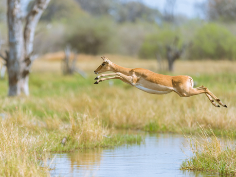 Machaba Camp Botswana Okavango Delta Little Machaba Camp River Springbok Sightings December 2018