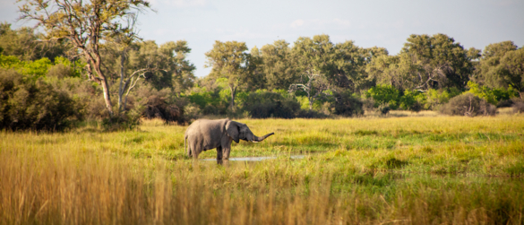 Machaba Machaba Experience Safari Mvr 025
