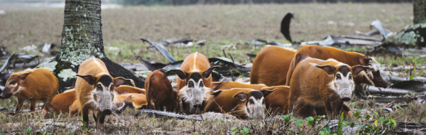 Machaba Wild Machaba Wild Mammals Red River Hogs