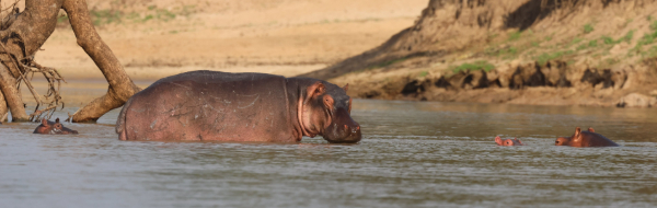 Machaba Wild Kilombero Hippos