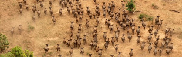 Machaba Wild Mkuti Hills Wildebeest