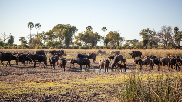 Machaba Gomoti Experience Safari Mvr 097