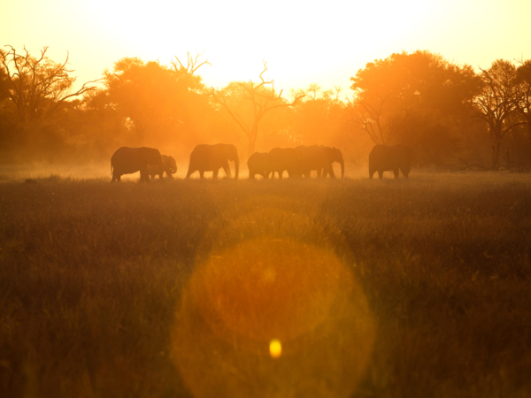 Machaba Safari Packages Classic Delta Package Highlightimage Delta1