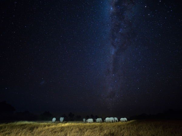 Machaba Safari Packages Romantic Package Highlightimage Night Drive