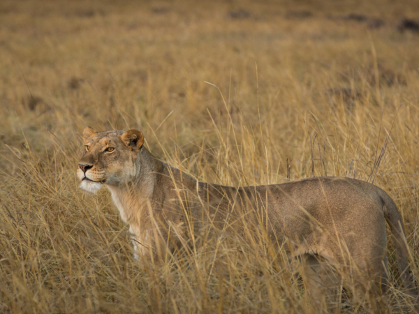 Machaba Web Packages Machaba Lion