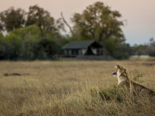 Machaba Web Packages Machaba Lion Camp