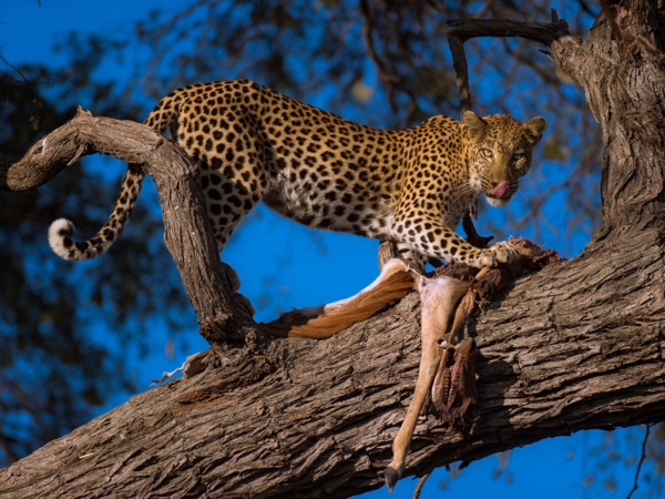 A Leopard Feasts On An Impala Kill High Up In The Trees