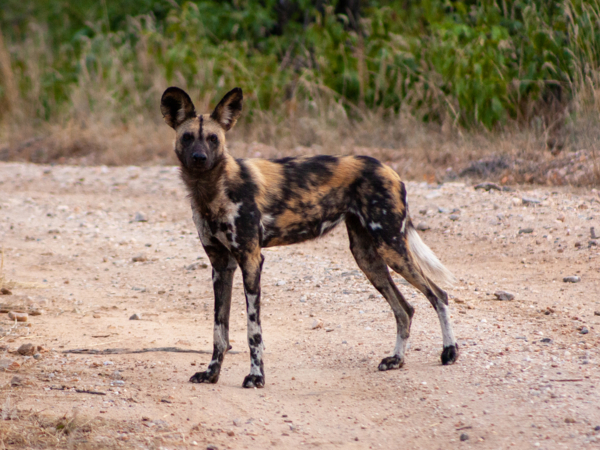 Machaba Safari Packages Classic Hwange Package Highlightimage Wildlife