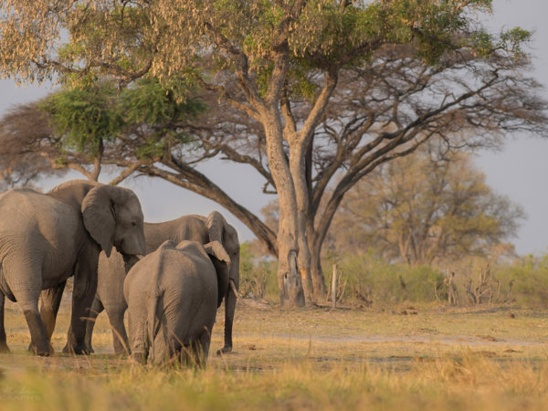 Machaba Safari Packages Romantic Package Highlightimage Biomes