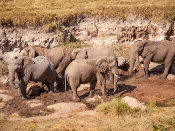 Best Hwange Deteema Springs Zimbabwe Elephants