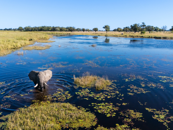 Machaba Web Packages Monachira Elephant